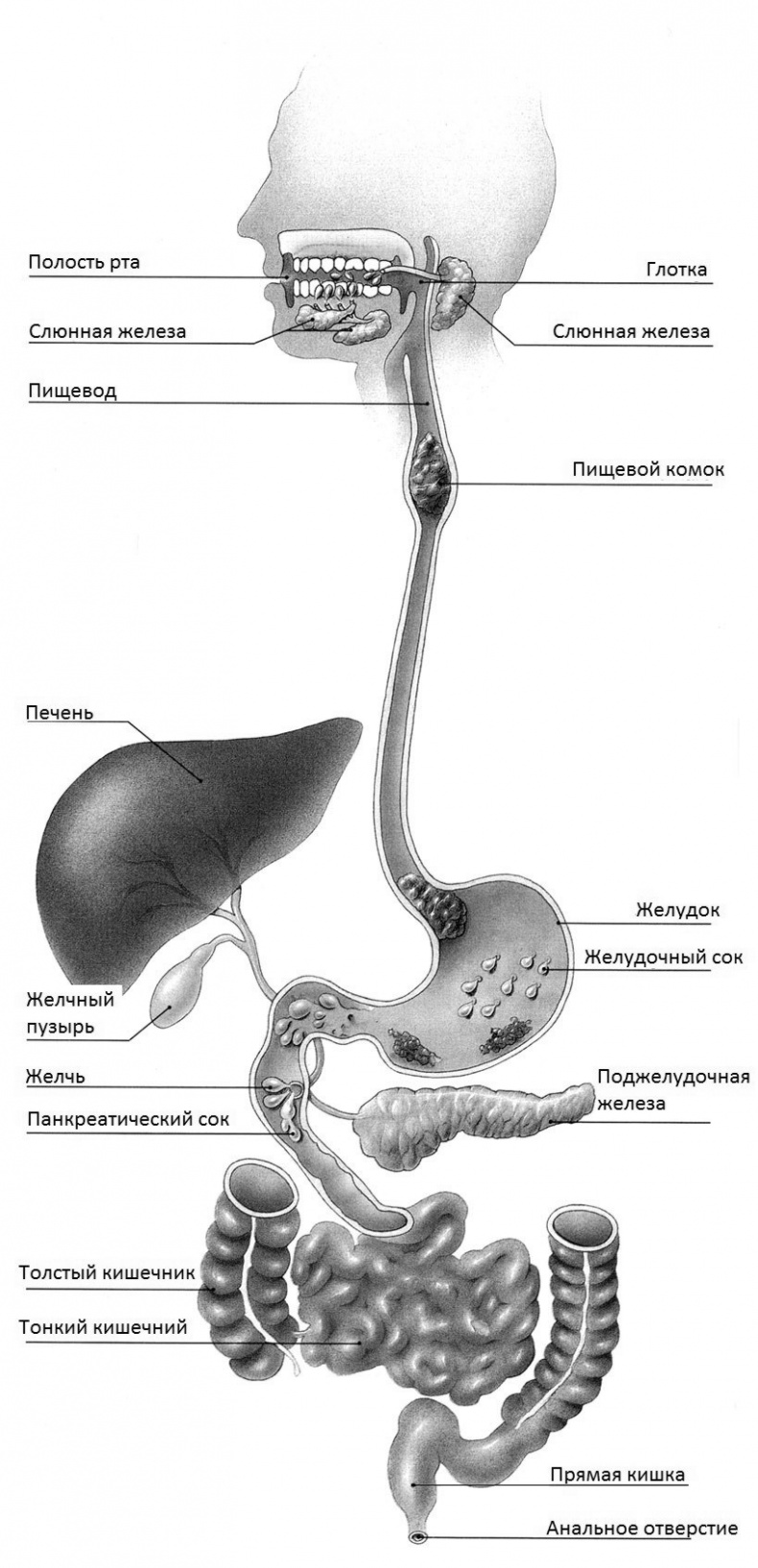 Иллюстрация к книге — Дети вегетарианцы [i_004.jpg]