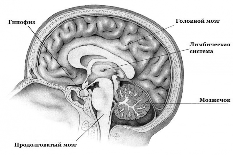 Иллюстрация к книге — Дети вегетарианцы [i_008.jpg]