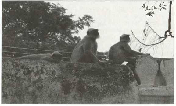 Иллюстрация к книге — Русская Индия [i_038.jpg]