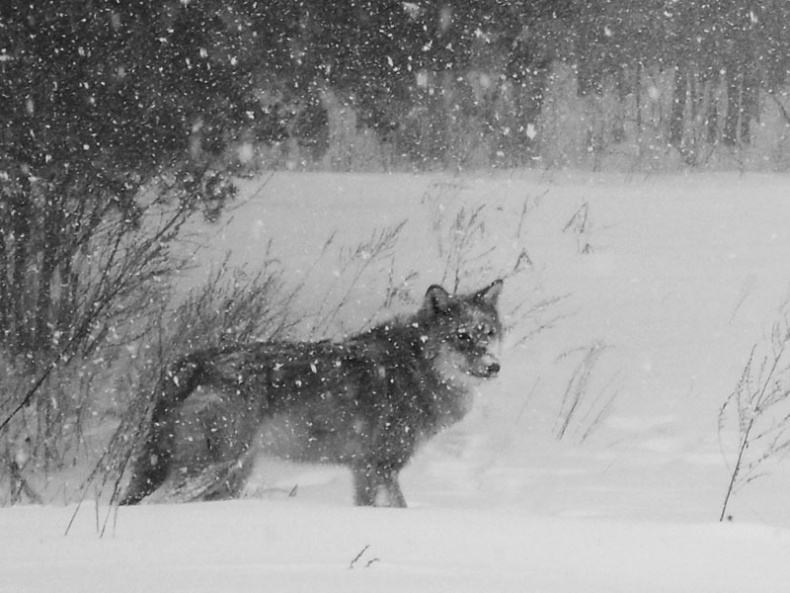 Иллюстрация к книге — Ты, главное, пиши о любви [i_019.jpg]