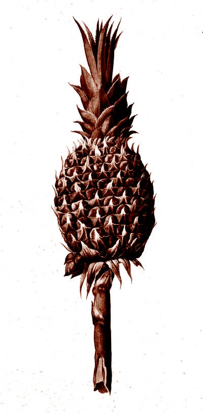 Иллюстрация к книге — Это неприлично. Руководство по сексу, манерам и премудростям замужества для викторианской леди [i_068.jpg]