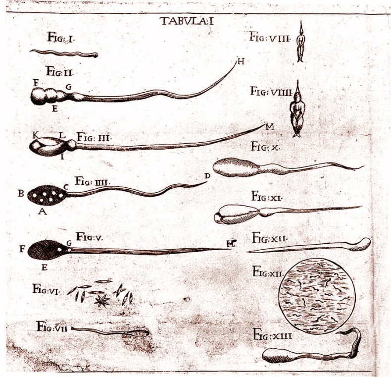 Иллюстрация к книге — Это неприлично. Руководство по сексу, манерам и премудростям замужества для викторианской леди [i_117.jpg]