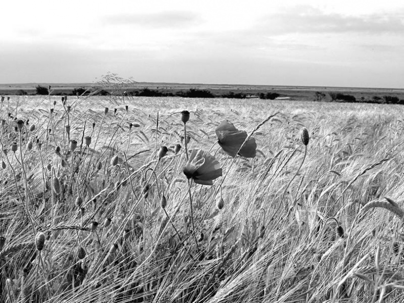 Иллюстрация к книге — 5 O'clock и другие традиции Англии [i_030.jpg]