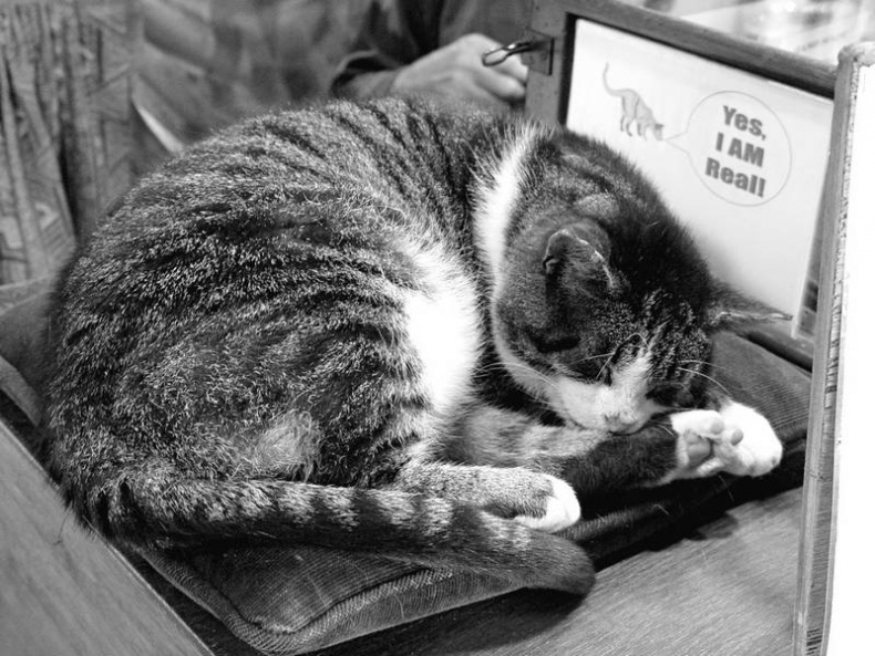 Иллюстрация к книге — 5 O'clock и другие традиции Англии [i_080.jpg]