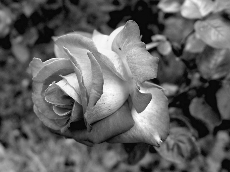 Иллюстрация к книге — 5 O'clock и другие традиции Англии [i_083.jpg]