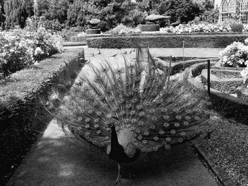 Иллюстрация к книге — 5 O'clock и другие традиции Англии [i_089.jpg]