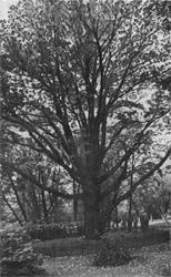 Иллюстрация к книге — Повседневная жизнь русской усадьбы XIX века [imgfdd8.jpg]