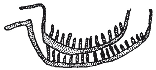 Иллюстрация к книге — Додинастический Египет. Лодка у истоков цивилизации [i_048.jpg]