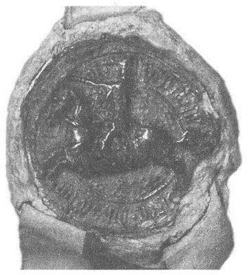 Иллюстрация к книге — Литовско-Русское государство в XIII—XVI вв. [i_042.jpg]