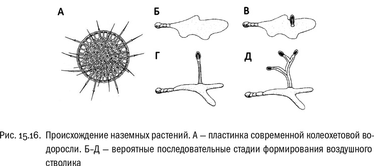 Иллюстрация к книге — От атомов к древу. Введение в современную науку о жизни [img_101.jpg]