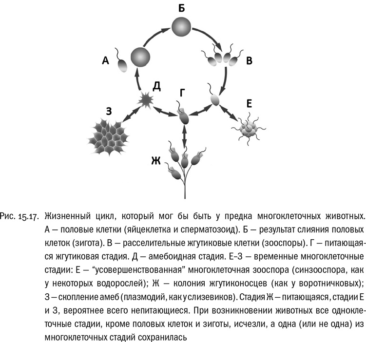 Иллюстрация к книге — От атомов к древу. Введение в современную науку о жизни [img_102.jpg]