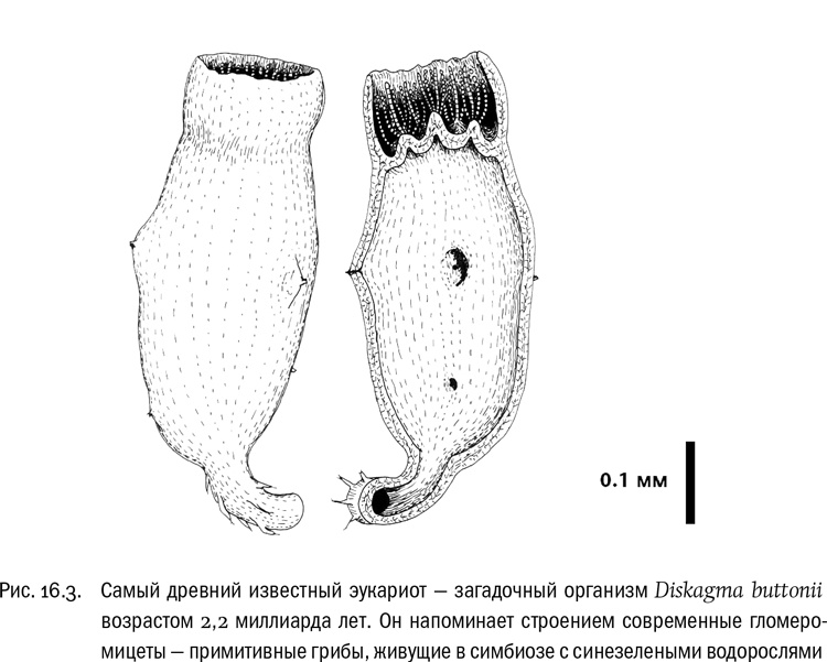 Иллюстрация к книге — От атомов к древу. Введение в современную науку о жизни [img_106.jpg]