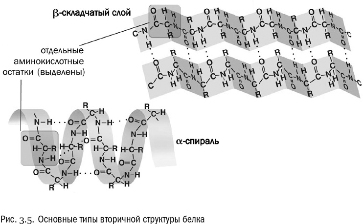Иллюстрация к книге — От атомов к древу. Введение в современную науку о жизни [img_18.jpg]