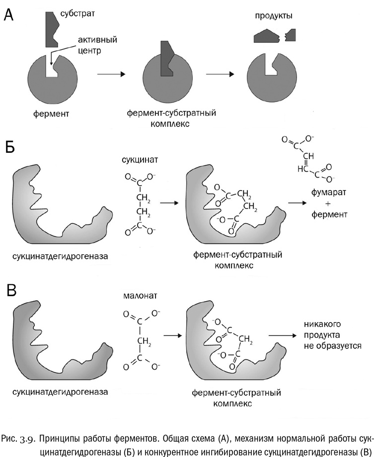 Иллюстрация к книге — От атомов к древу. Введение в современную науку о жизни [img_22.jpg]
