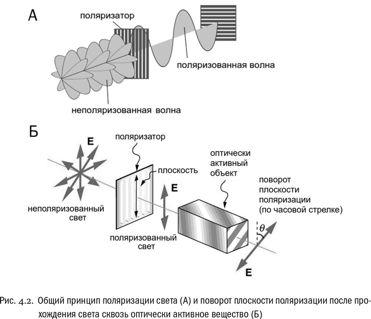 Иллюстрация к книге — От атомов к древу. Введение в современную науку о жизни [img_24.jpg]