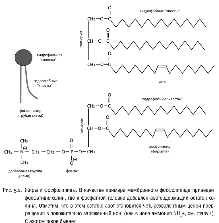 Иллюстрация к книге — От атомов к древу. Введение в современную науку о жизни [img_26.jpg]