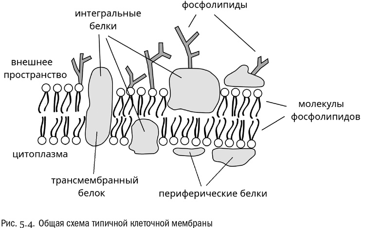 Иллюстрация к книге — От атомов к древу. Введение в современную науку о жизни [img_28.jpg]