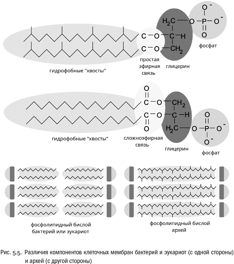 Иллюстрация к книге — От атомов к древу. Введение в современную науку о жизни [img_29.jpg]