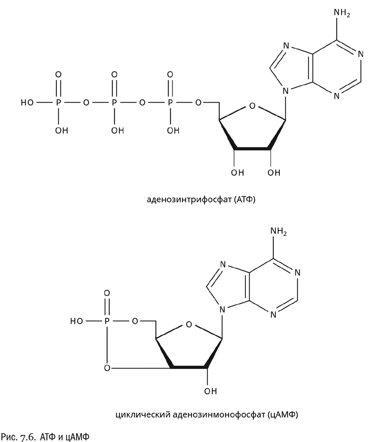 Иллюстрация к книге — От атомов к древу. Введение в современную науку о жизни [img_41.jpg]