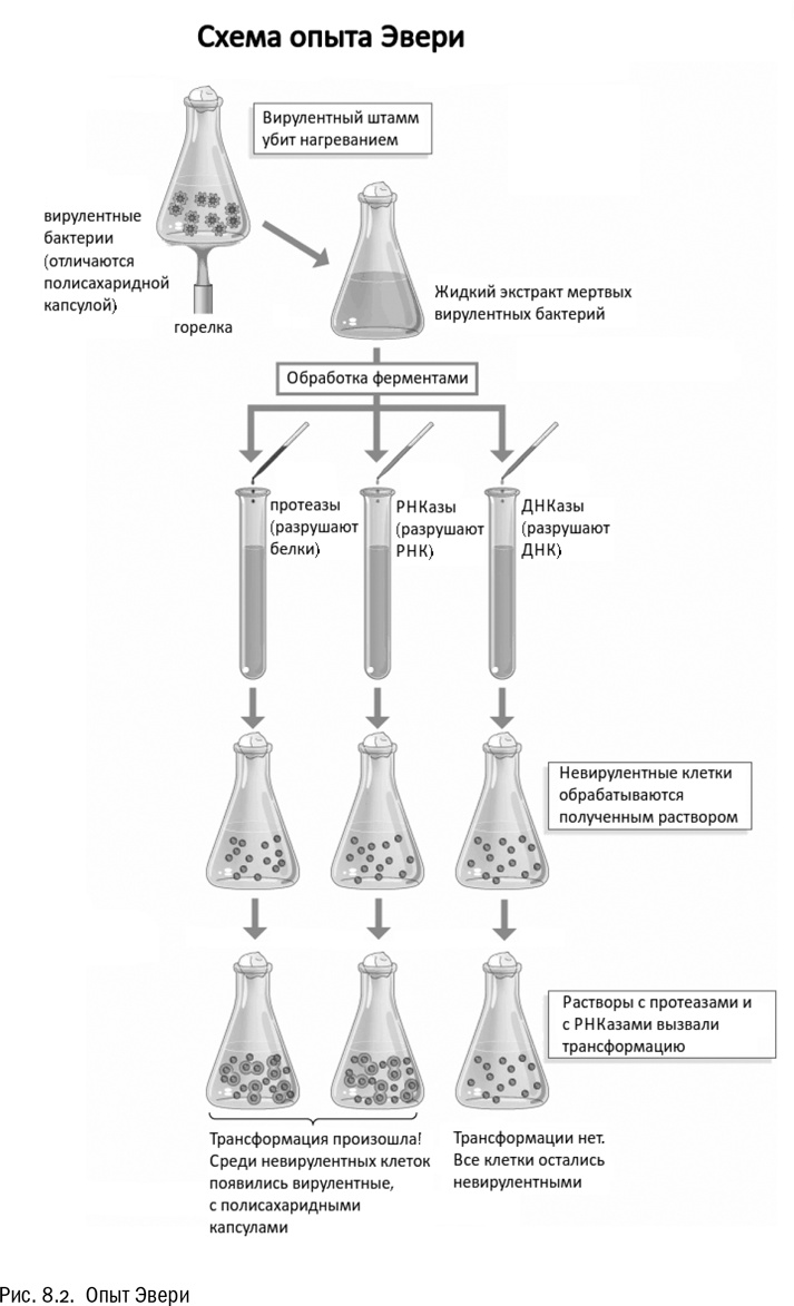 Иллюстрация к книге — От атомов к древу. Введение в современную науку о жизни [img_43.jpg]