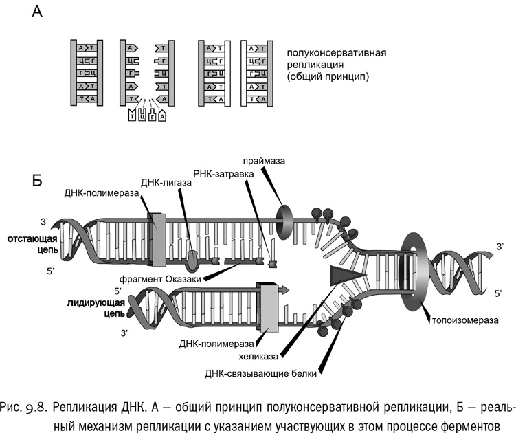Иллюстрация к книге — От атомов к древу. Введение в современную науку о жизни [img_52.jpg]