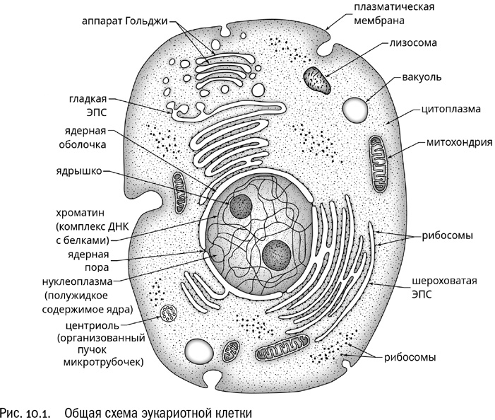 Иллюстрация к книге — От атомов к древу. Введение в современную науку о жизни [img_53.jpg]