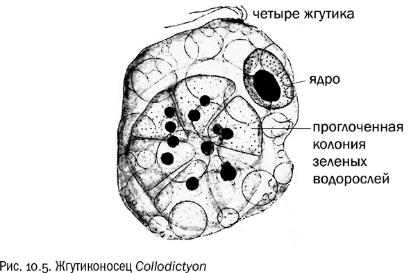 Иллюстрация к книге — От атомов к древу. Введение в современную науку о жизни [img_57.jpg]