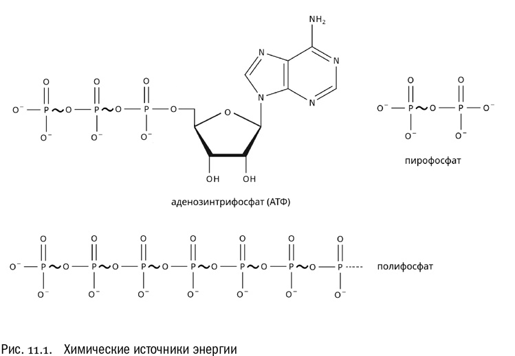 Иллюстрация к книге — От атомов к древу. Введение в современную науку о жизни [img_65.jpg]