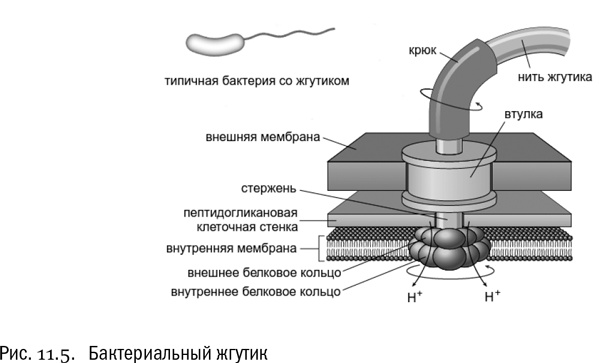 Иллюстрация к книге — От атомов к древу. Введение в современную науку о жизни [img_69.jpg]