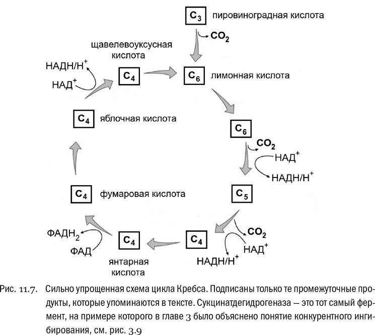 Иллюстрация к книге — От атомов к древу. Введение в современную науку о жизни [img_71.jpg]