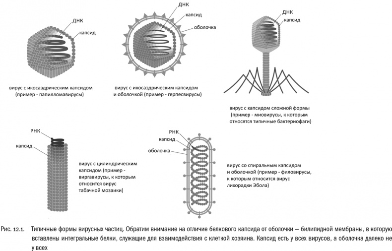 Иллюстрация к книге — От атомов к древу. Введение в современную науку о жизни [img_74.jpg]