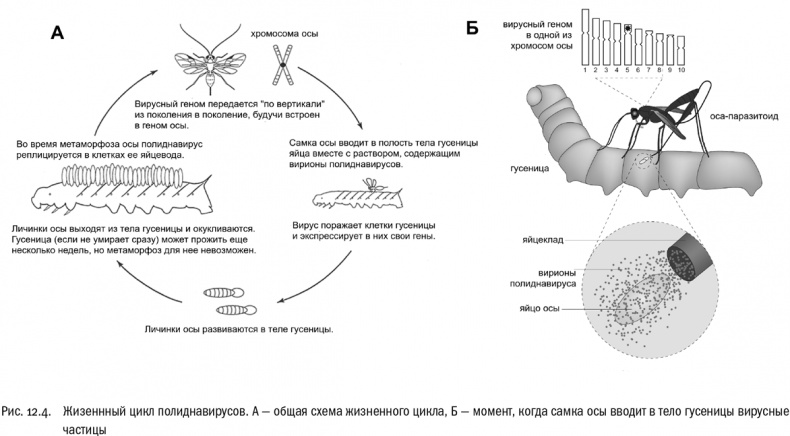 Иллюстрация к книге — От атомов к древу. Введение в современную науку о жизни [img_77.jpg]