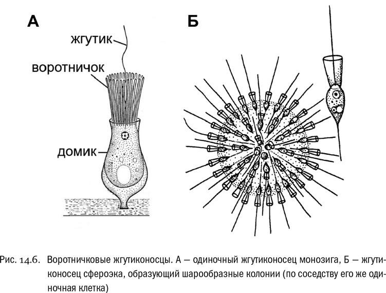 Иллюстрация к книге — От атомов к древу. Введение в современную науку о жизни [img_84.jpg]
