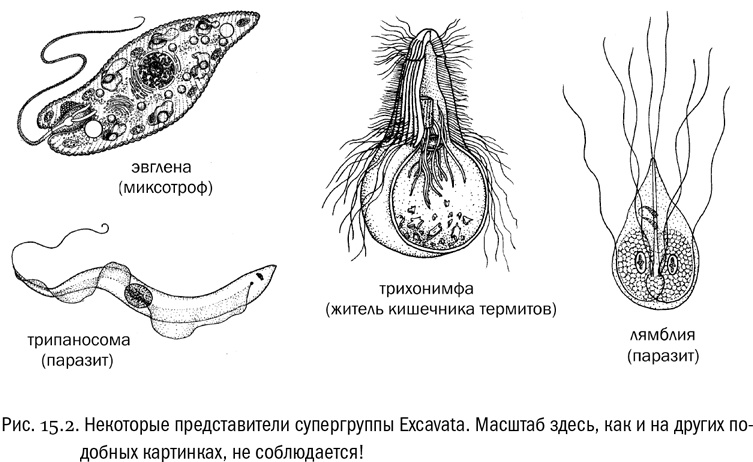 Иллюстрация к книге — От атомов к древу. Введение в современную науку о жизни [img_87.jpg]