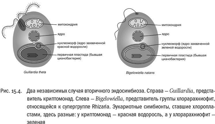 Иллюстрация к книге — От атомов к древу. Введение в современную науку о жизни [img_89.jpg]
