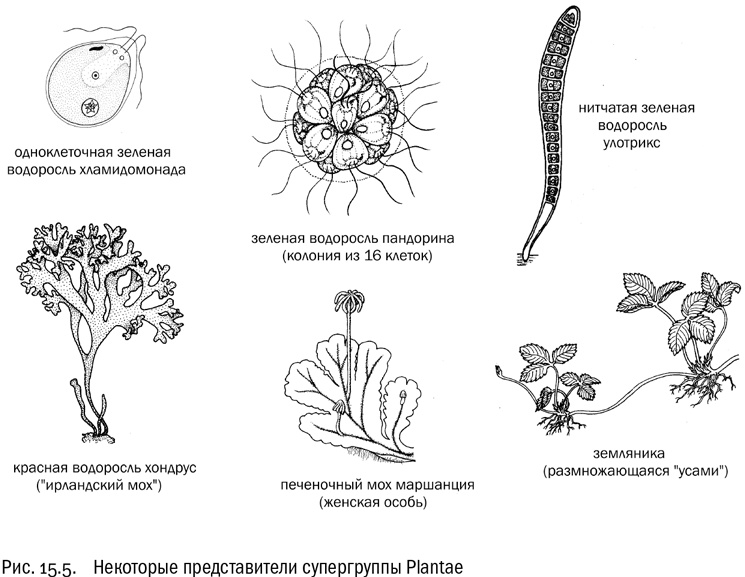Иллюстрация к книге — От атомов к древу. Введение в современную науку о жизни [img_90.jpg]