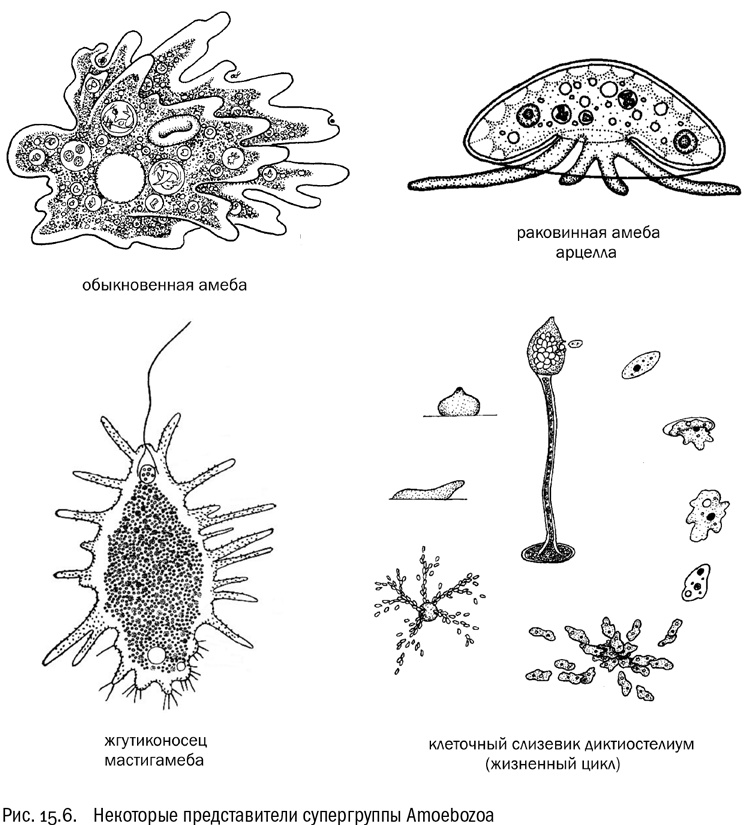 Иллюстрация к книге — От атомов к древу. Введение в современную науку о жизни [img_91.jpg]