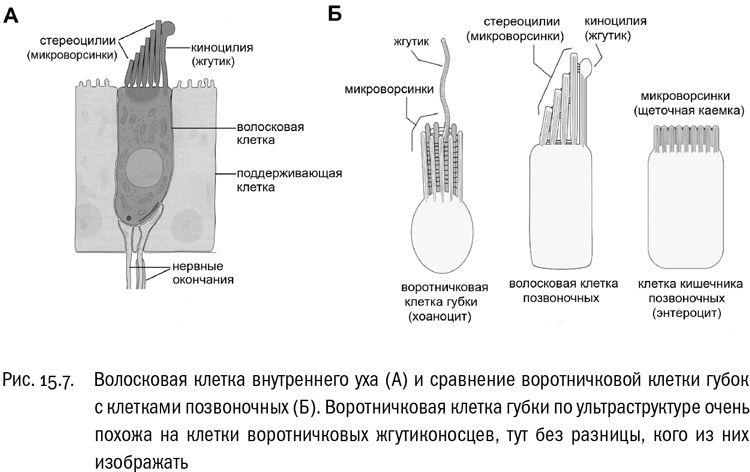 Иллюстрация к книге — От атомов к древу. Введение в современную науку о жизни [img_92.jpg]