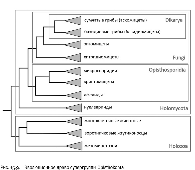 Иллюстрация к книге — От атомов к древу. Введение в современную науку о жизни [img_94.jpg]