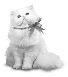 Иллюстрация к книге — Алфи на каникулах [i_002.jpg]