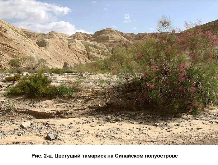 Иллюстрация к книге — По следам Ковчега Завета [c02.jpg]