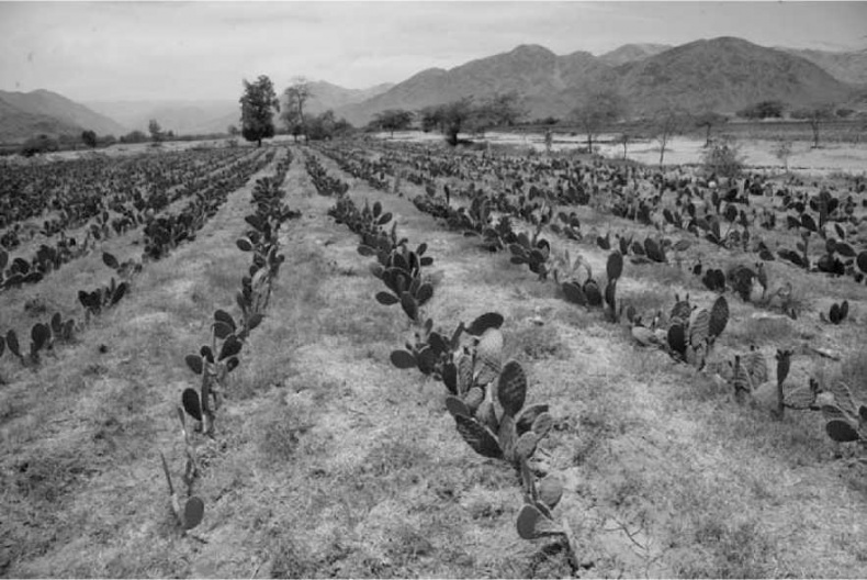 Иллюстрация к книге — Древние боги. Кто они? [i_097.jpg]