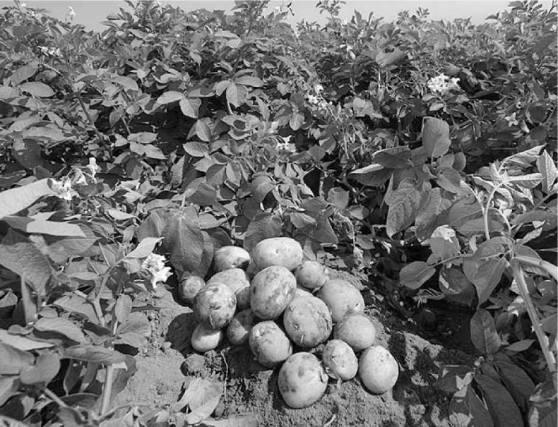 Иллюстрация к книге — Древние боги. Кто они? [i_111.jpg]