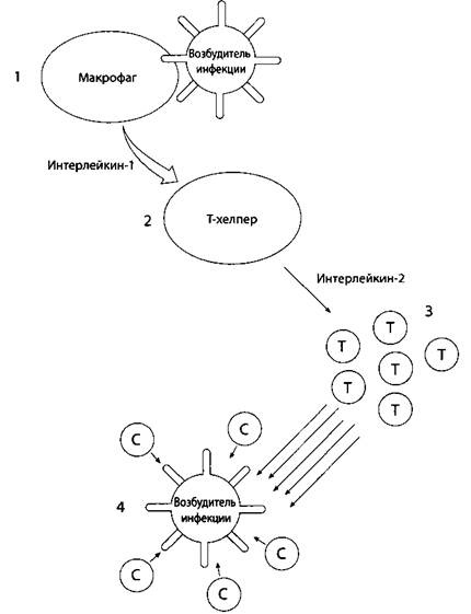 Иллюстрация к книге — Психология стресса [_26.jpg]