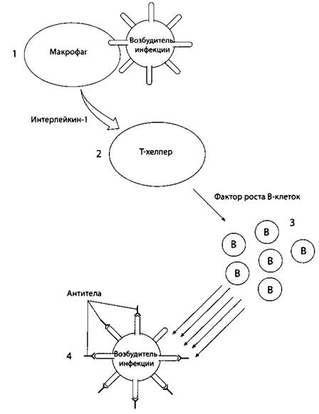 Иллюстрация к книге — Психология стресса [_27.jpg]