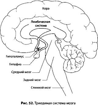 Иллюстрация к книге — Психология стресса [_54.jpg]