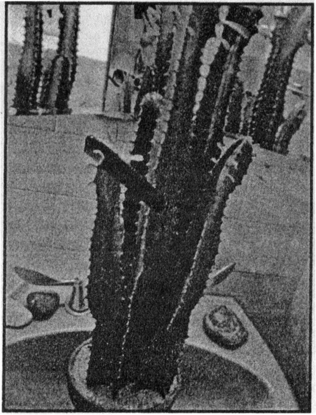 Иллюстрация к книге — Панкшуй [i_050.jpg]