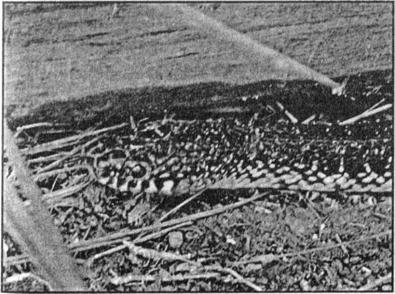 Иллюстрация к книге — Панкшуй [i_060.jpg]