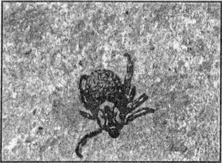 Иллюстрация к книге — Панкшуй [i_061.jpg]