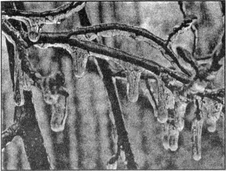 Иллюстрация к книге — Панкшуй [i_078.jpg]